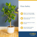 Costa Farms Ficus Audrey Tree Live Plants in Decorative Pot, Large Indoor Houseplant, Perfect for Home, Room, or Office Decor, Great House Warming or Birthday Gift, 3-4 Feet Tall, Pack of 2