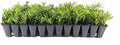 Dwarf Podocarpus Macrophyllus Pringles - 30 Live Plants - Dense Evergreen Low Hedge or Bonsai