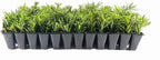 Dwarf Podocarpus Macrophyllus Pringles - 10 Live Plants - Dense Evergreen Low Hedge or Bonsai