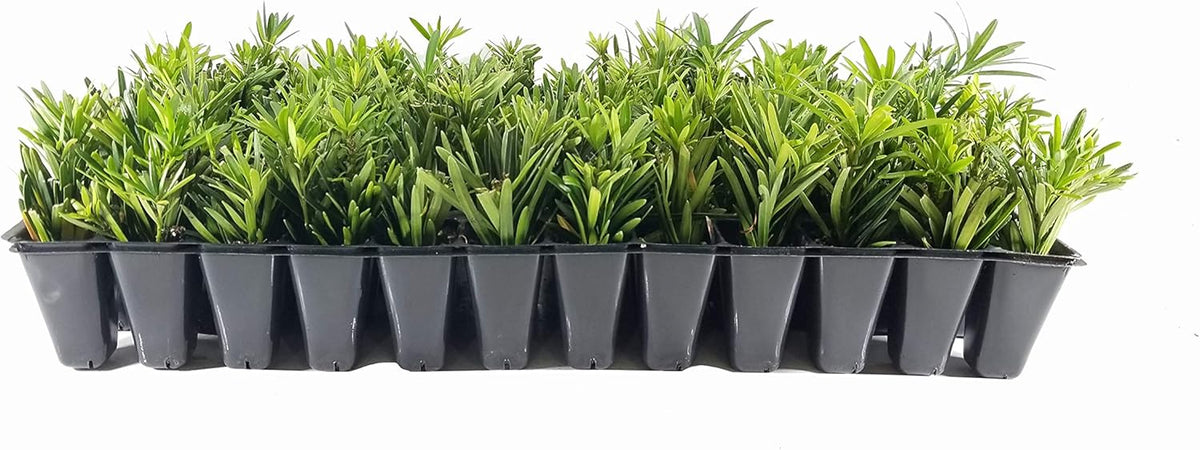 Dwarf Podocarpus Macrophyllus Pringles - 20 Live Plants - Dense Evergreen Low Hedge or Bonsai