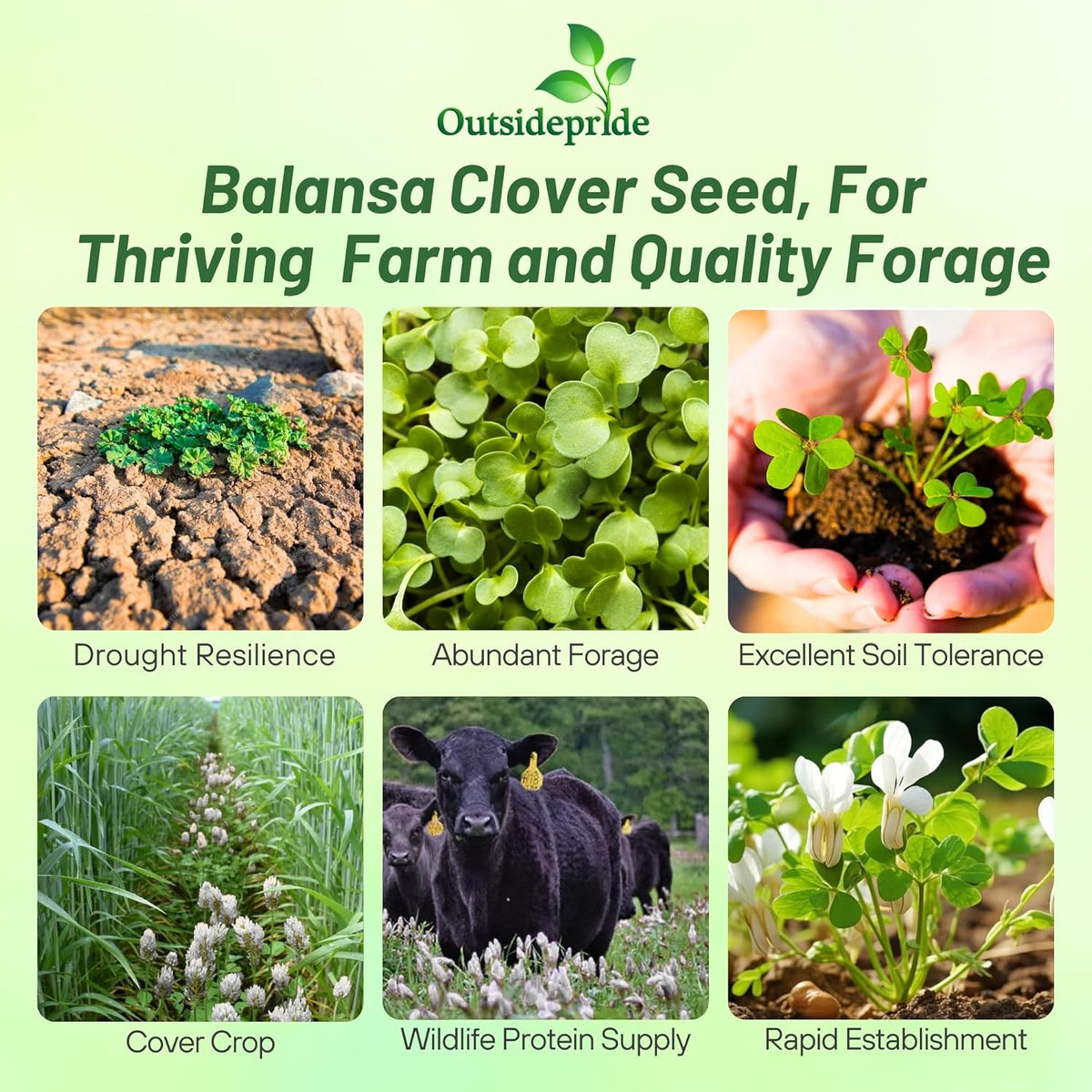 Outsidepride Fixation Balansa Clover Seeds for Lawn - 10 lbs. Coated & Inoculated, Cold Season, Drought Tolerant Cover Crop Seeds, Ideal for Erosion Control, Pasture, & Pollinator-Friendly Garden