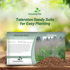 Outsidepride Sand Love Grass Seeds - 5,000 Pcs. Perennial, Easy to Grow, Drought-Tolerant, Tall Ornamental Grass, Thrives in Sandy Soil, Wind & Erosion Control for Landscaping, Year-Round Beauty
