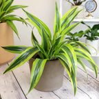 Dragon Tree Easy Plant 6 Inch Plant Pot, Real Plants for Living Room Decor, Office Plant, Low Light House Plants, House Plants Indoors Live Plants Indoor Plants Live Houseplants by Plants for Pets