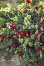 Little John Dwarf Bottlebrush | 10 Live Plants | Callistemon | Compact Blooming Shrub | Attracts Hummingbirds and Butterflies