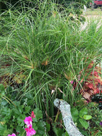Nile Queen Papyrus | 20 Live Plants | Cyperus Shade & Wet Tolerant Aquatic Foliage