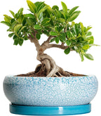 Bonsai Pots Small - 6 Inch Succulent Pots with Drainage Hole and Saucer, Succulent Planters for Indoor Outdoor, Shallow Plant Pot, Round Bonsai Planter, Office Decor, Plant Lover Gifts, Blue
