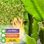 Yellow Dragon Fruit Cactus Live Plant - Selenicereus megalanthus - Wellspring Gardens Starter Plant - Perfect Addition for Home & Garden, Easy to Grow - Ideal for Fruit Plant Enthusiasts