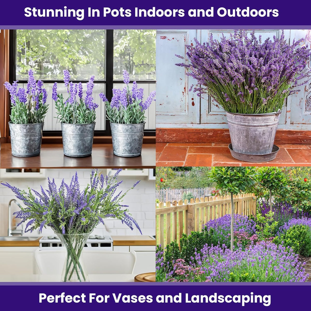 NatureZ Edge 3000 English Lavender Seeds for Planting Outdoors or Indoors, 90% Germination, to Give You The Lavender Plant You Need, Non-GMO, Heirloom Herb Seeds (2 Pack)
