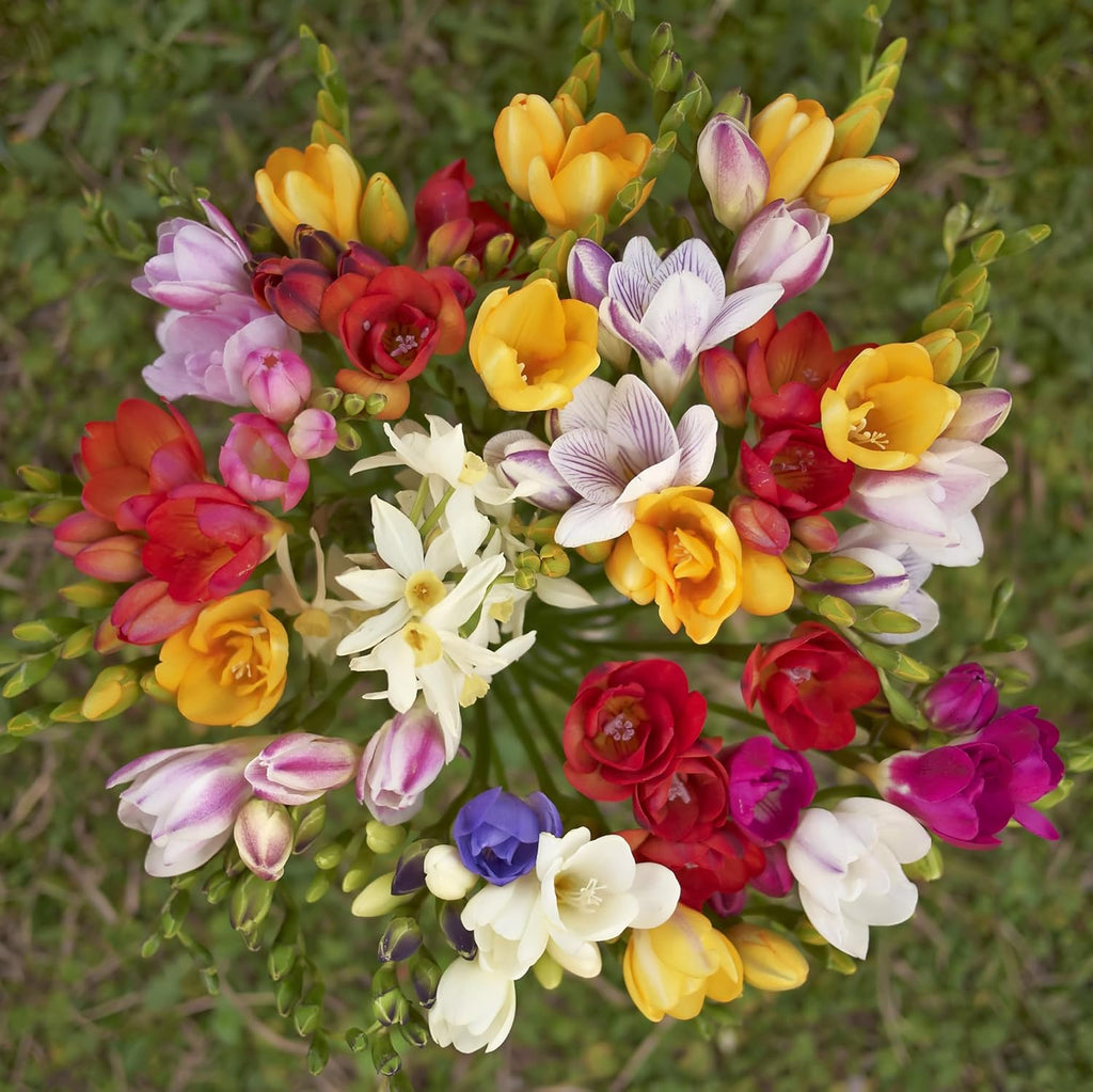 Amazing Deal - 30 Freesia Mixed Perennial Flower Bulbs - Vibrant, Variety Colorful, Fragrant Flower Perfect for Gardens - Easy to Grow - Attracts Butterflies, Bees & Hummingbirds