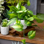 Kurrajong Farmhouse Dark Green Fake pothos | Fake Plant for Shelf Decor | Artificial Trailing Ivy Plant with 5" Wide x 3.5" high Ceramic Pot Faux pothos Plant for Floating Shelves