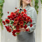 Eden Brothers Butterfly Ranunculus Bulbs - Hades®