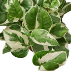 Pothos 'N'joy' Live Plant for Indoor | Different Houseplants in 4'' & 6'' Pot | Real House Plant for Living Room, Office, Desk & Bathroom | Epipremnum Aureum