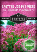 Survival Garden Seeds - Spotted Joe Pye Weed Seeds for Planting | Eutrochium maculatum | Butterfly Magnet | Perennial North American Native Wildflower - 1 Pack