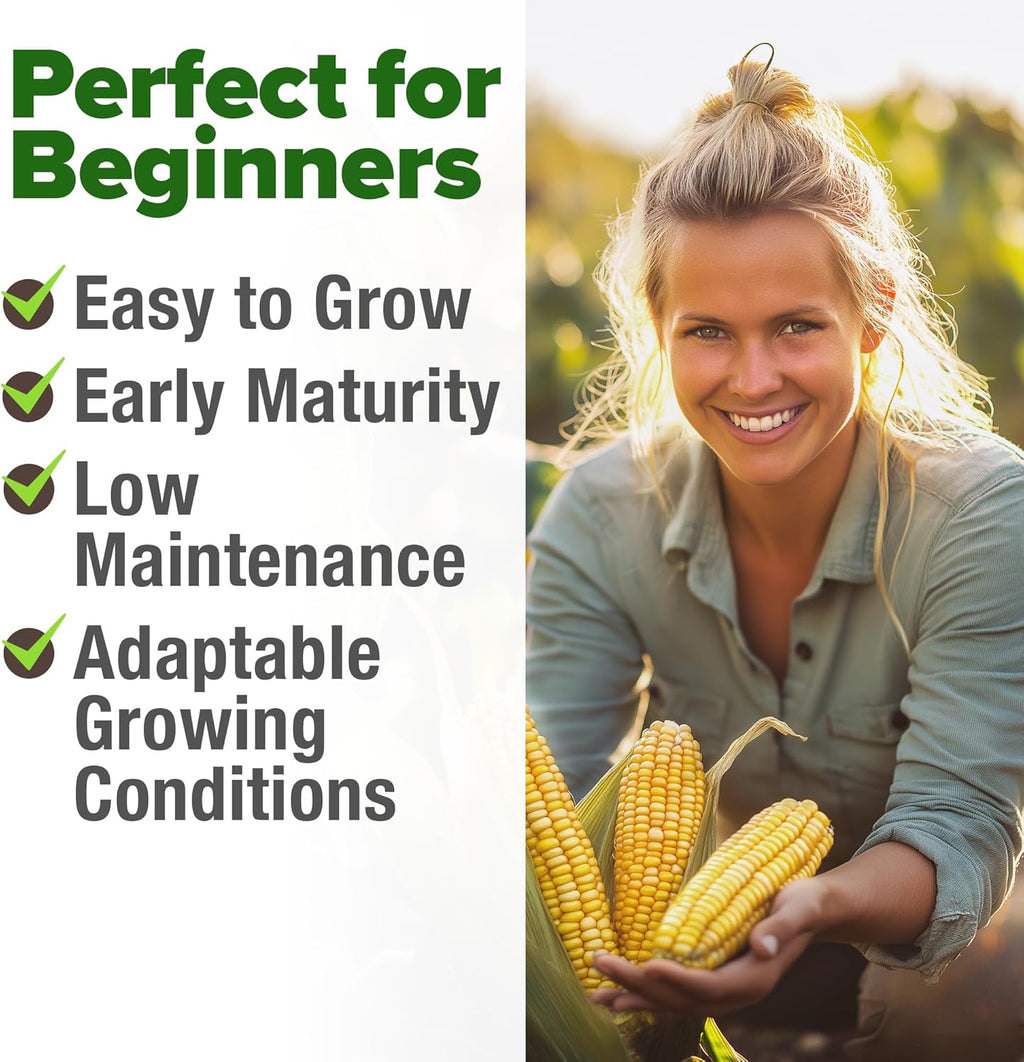 HOME GROWN Golden Bantam Corn 2 Pack – 200 𝗡𝗢𝗡-𝗚𝗠𝗢 𝗨𝗦𝗔 Heirloom Vegetable Seeds – Grow Sweet Corn Outdoors – Easy for Beginners & Great for Home Gardeners –High Germination (Zea mays)