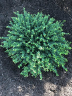 Helleri Holly Shrub | 3 Live Plants I Ilex Cornutal | Compact Evergreen Ideal for Low Borders, Formal Gardens and Ornamental Plantings, Dense, Small Leaves for Refined Look