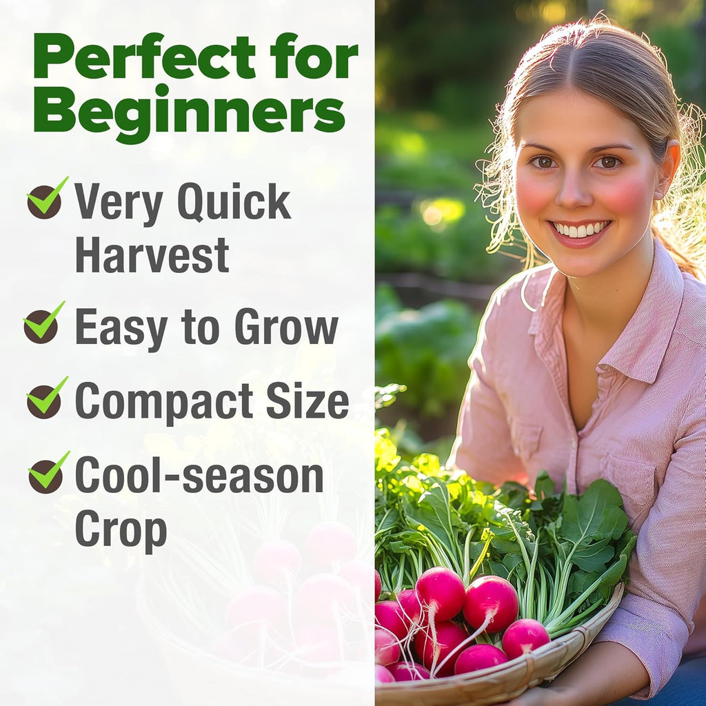 HOME GROWN 𝗨𝗦𝗔 𝗣𝗥𝗘𝗠𝗜𝗨𝗠 Cherry Belle Radish Seeds 800+ 𝗡𝗢𝗡-𝗚𝗠𝗢 Heirloom Vegetable Seeds for Planting Outdoors Harvest in 30 Days Red Radishes, Spring and Fall Gardens (Raphanus Sativus)