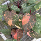 Live Philodendron Orange Princess Plant – 4” Indoor Variegated Aroid with Dark Green and Copper-Orange Foliage | Air Purifying Houseplant for Low Light Rooms | Houseplant for Home or Office Decor