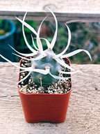 Succulents Plants Live 2inch Live Mini Succulent Plants, Easy Care House Plants Rooted in Succulent Soil Mix, by The Succulent Cult (Paper Spine Cactus - Tephrocactus Articulatus, 2 Inch)