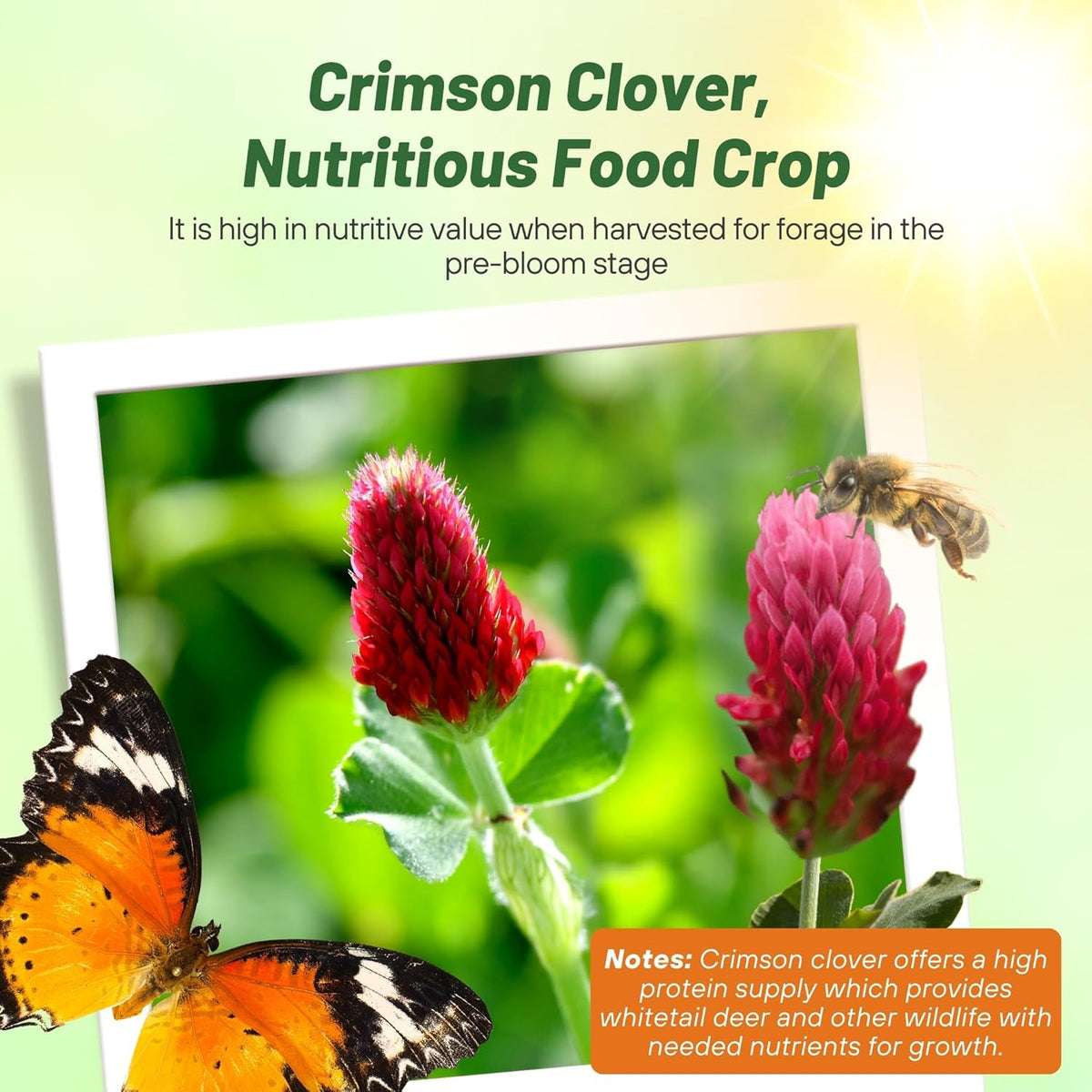 Outsidepride Crimson Clover Seeds - 2 lbs. Annual, Nitrocoated, & Inoculated Ground Cover Seeds, Ideal Clover Seed for Lawn, Cover Crop, Pasture, Hay, Green Manure & Wildlife Forage