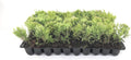 Sea Green Juniper - 30 Live Plants - Juniperus Chinensis - Hardy Evergreen Privacy Screen