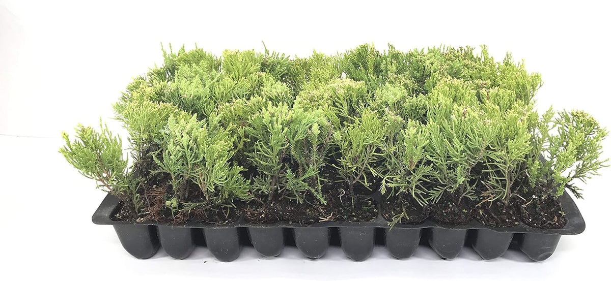 Sea Green Juniper - 30 Live Plants - Juniperus Chinensis - Hardy Evergreen Privacy Screen
