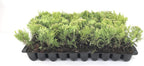 Sea Green Juniper - 3 Live Plants - Juniperus Chinensis - Hardy Evergreen Privacy Screen