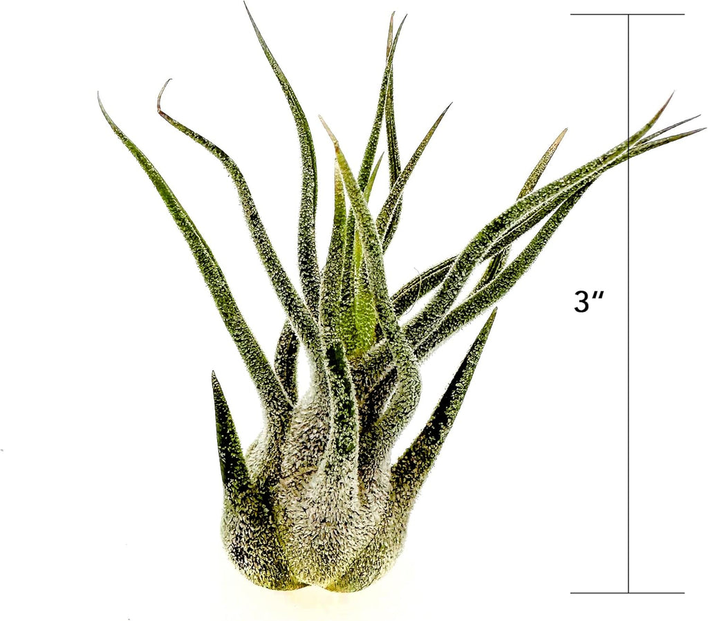 ragnaroc Air Plants - Tillandsia Pruinosa, Large 3-5" - 2ct - Live Arrival Guaranteed - House Plants for Home Decor & Gift