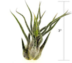 ragnaroc Air Plants - Tillandsia Pruinosa, Large 3-5" - 2ct - Live Arrival Guaranteed - House Plants for Home Decor & Gift