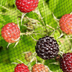Garden Netting, 15ft x 30ft Black Bird Netting Heavy Duty,Rabbit,Large Bees,Squirrels, Deer,Chicken, Anti Birds, Cardinals，Animal Fencing for Fruit Tree & Vegetable Garden