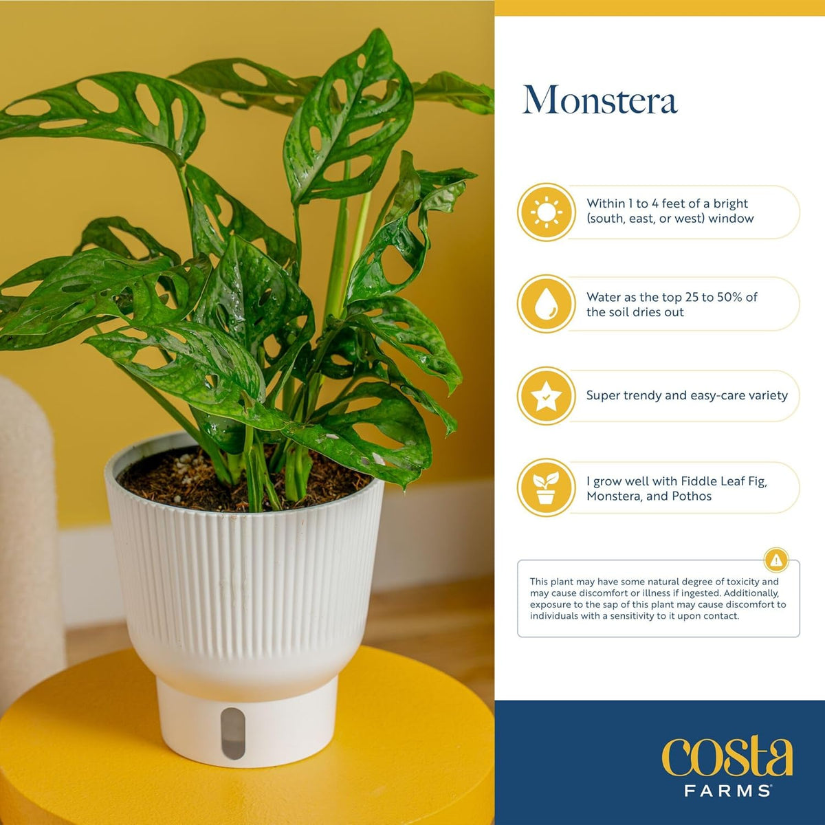 Costa Farms Monstera Esqueleto Live Plant | 2-3 Feet Tall | Large Tropical Houseplant in 10-Inch Plant Pot | Gift for Housewarming, Birthday | Perfect Decor for Home, Office, and Room
