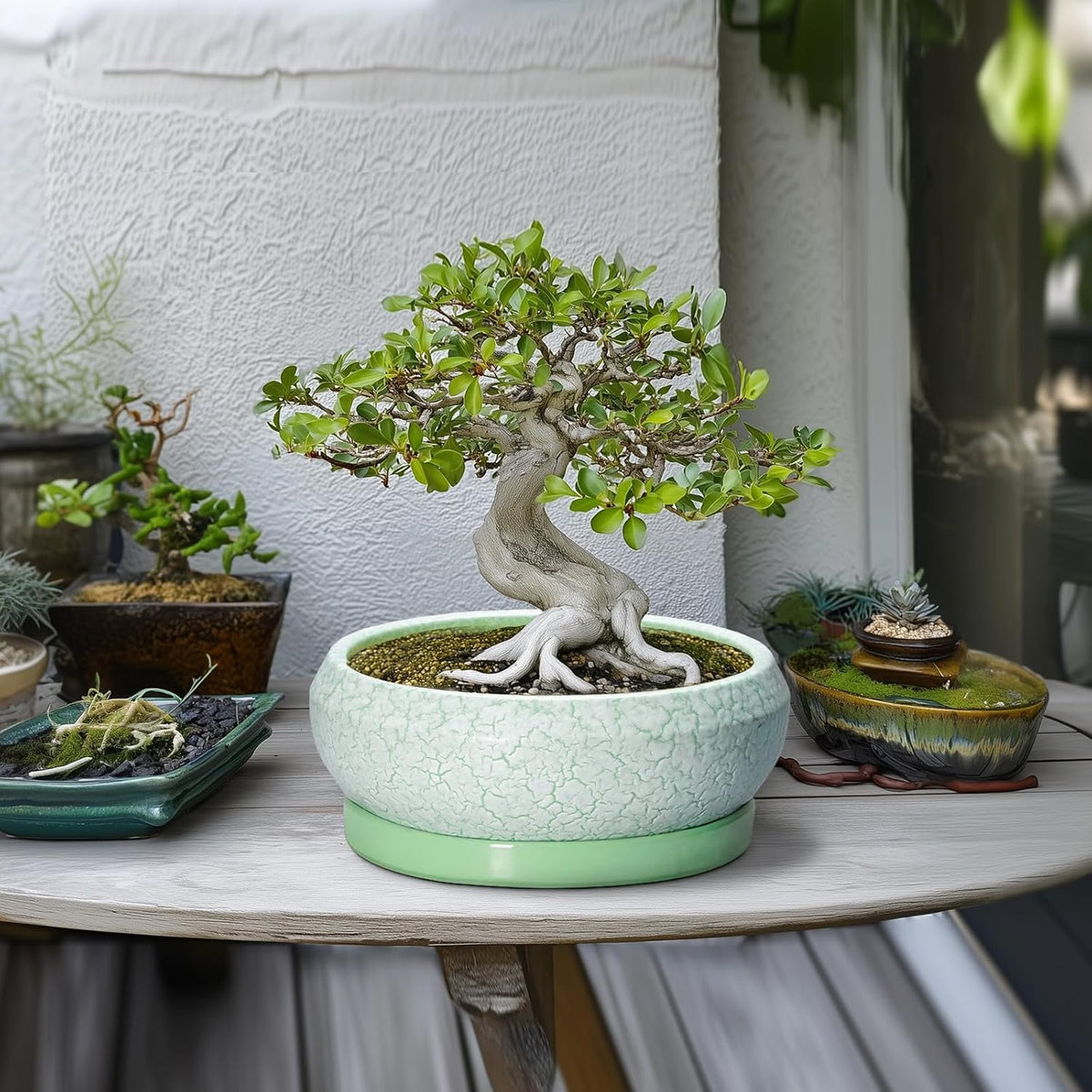Bonsai Pots - 10 Inch Ceramic Succulent Pot with Drainage Hole and Plant Saucer, Succulent Planters for Indoor Outdoor, Round Planter Bowl, Shallow Planter, Home Decor, Gardening Gift, Green