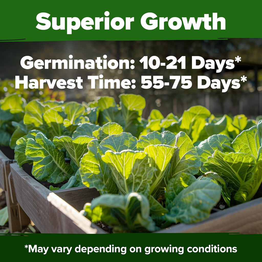 HOME GROWN 𝗨𝗦𝗔 𝗣𝗥𝗘𝗠𝗜𝗨𝗠 Collard Green Seeds - 300 Seeds for Fall Planting - High Germination 𝗡𝗢𝗡-𝗚𝗠𝗢 Heirloom Vegetable Seeds, Vates Collard Greens Seed Pack (Brassica oleracea)