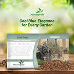 Outsidepride 1000 Seeds Perennial Eragrostis Elliotii Blue Eros Ornamental Love Grass Seed for Planting