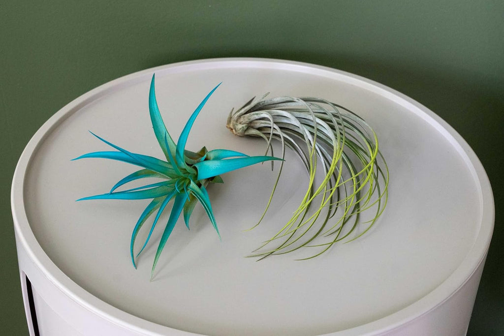 Fuchsia Colorful Tillandsia Air Plants - Long Lasting Color Enhanced Live Tillandsia Succulent House Plants - Home and Garden Decor - Easy Care Indoor/Outdoor Plants (Funckiana, Single)