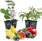 Patio Fruit Plant Variety Pack - 4 Live Starter Plants - One Each of Fig Tree, Blueberry, Pineapple, and Pomegranate - Grower's Choice Starter Plants for Your Edible Garden
