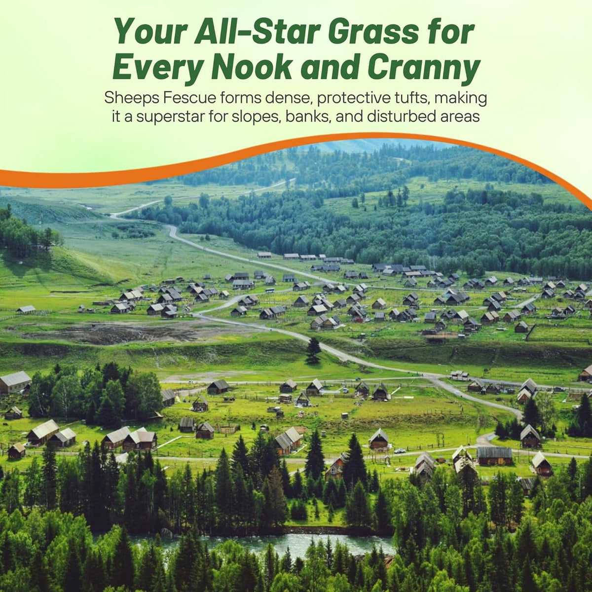 Outsidepride Sheeps Fine Fescue Lawn Grass Seed - 50 Lbs. Perennial Heat & Drought Tolerant Dense, Traffic-Resistant Turf for Shaded Environments w/OptiGrowth Coating for Seed Enhancement