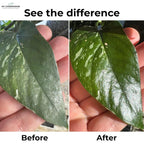 Leaf Shine Spray for Indoor Plants – Plant Leaf Cleaner & Shine for Real House Plants – Fragrance-Free, Non-Sticky, Streak-Free Finish, 16 fl oz