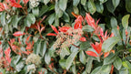 Photinia Red Tip | 1 Large Gallon Size Plant | Photinia x Fraseri | Evergreen Landscape Hedge Shrub