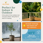 Grafted Kumquat Live Tree Plants Outdoor Plant 14-18" Tall - Sweet Kumquat Fruiting Tree Cannot Ship: CA, AZ, TX, LA, Dwarf Fruit Trees, Indoor Fruit Trees Live Plants, Kumquats Plant by Via Citrus