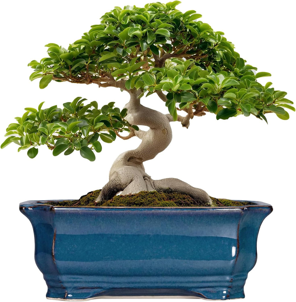 Bonsai Tree Pot - 13.7 Inch Large Ceramic Succulent Planter for Indoor Outdoor, Rectangle Plant Pot with Drainage Hole, Decorative Flower Pots, Home Decor, Gifts for Plant Lovers, Retro Blue