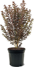 American Plant Exchange Black Diamond Lavender Lace Crape Myrtle Tree Live, 7-Gallon Pot, 2-3ft Tall, Vibrant Purple Flowers, Drought-Tolerant, Large Outdoor Landscape Accent, Year-Round Beauty