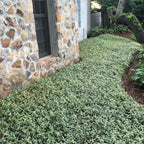 Variegated Asiatic Jasmine | 10 Live 4 Inch Plants | Trachelospermum Asiaticum | Fast Growing Ground Cover, Evergreen Foliage, Low Maintenance Vine, Landscaping Shrub, Drought Tolerant Plant