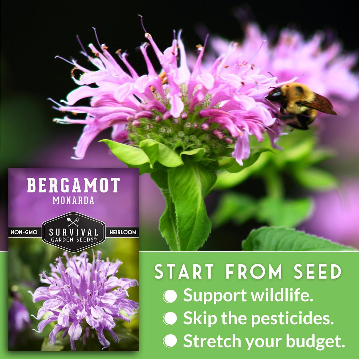 Survival Garden Seeds - Bergamot Herb (Bee Balm) Seed for Planting - 1 Packet with Instructions to Grow Monarda Fistulosa Wildflowers in Your Home Vegetable Garden - Non-GMO Heirloom Variety