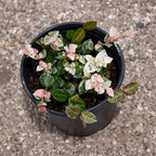 American Plant Exchange Snow & Summer Jasmine – 6-Inch with Pot – Live Fragrant Flowering Climbing Vine, Ideal for Trellises, Garden Beds, or Patio Decor