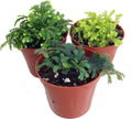 3 Club Moss Plants - Selaginella - Terrariums, Fairy Gardens - 2" Pots