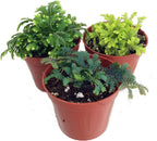 3 Club Moss Plants - Selaginella - Terrariums, Fairy Gardens - 2" Pots
