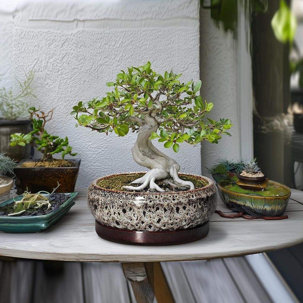 Succulent Pots 10 Inch - Ceramic Bonsai Pots with Drainage Hole and Tray, Large Succulent Planters, Shallow Planter Indoor, Round Planter Bowl, Window Decor, Gifts for Plant Lovers, White