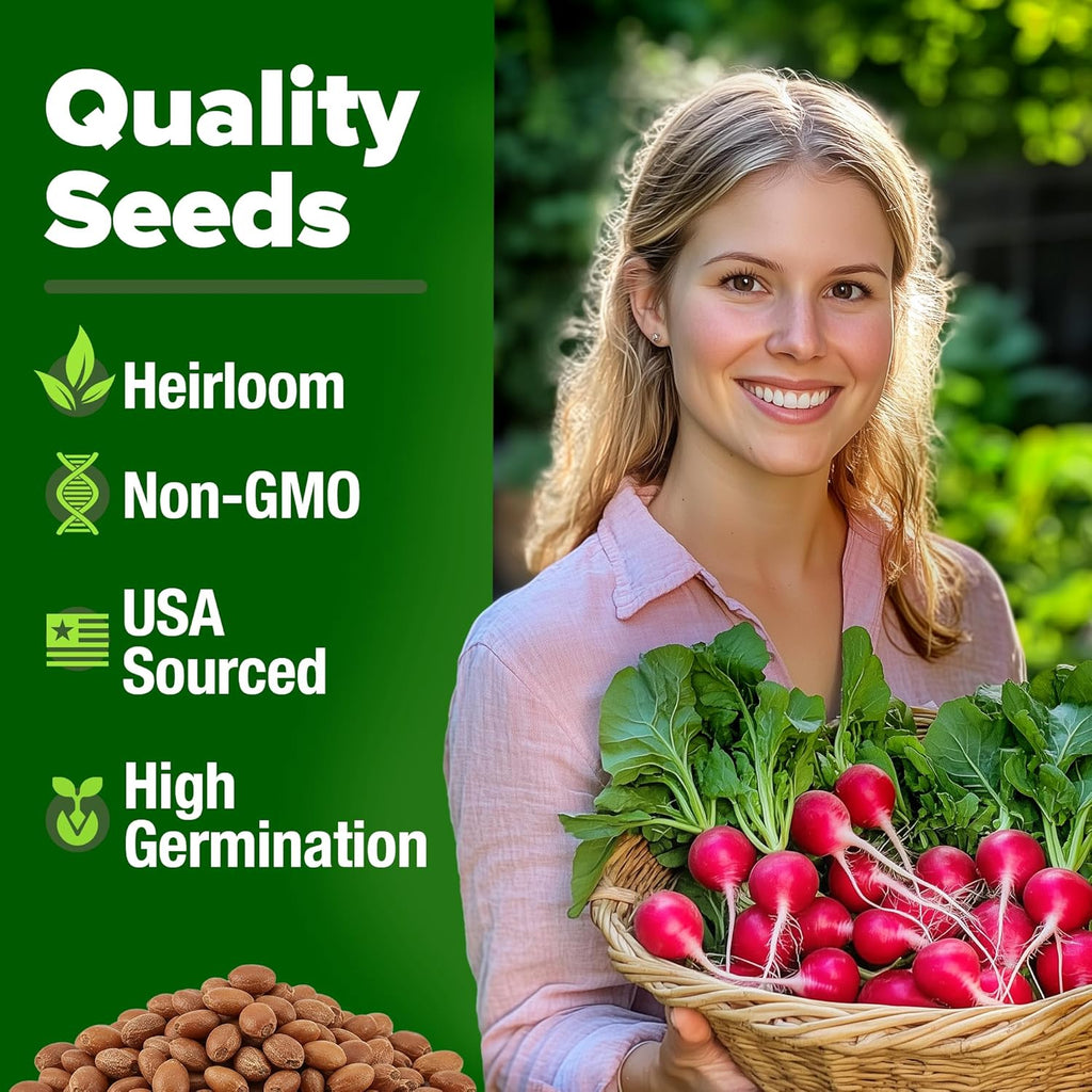 HOME GROWN 𝗨𝗦𝗔 𝗣𝗥𝗘𝗠𝗜𝗨𝗠 Cherry Belle Radish Seeds 800+ 𝗡𝗢𝗡-𝗚𝗠𝗢 Heirloom Vegetable Seeds for Planting Outdoors Harvest in 30 Days Red Radishes, Spring and Fall Gardens (Raphanus Sativus)