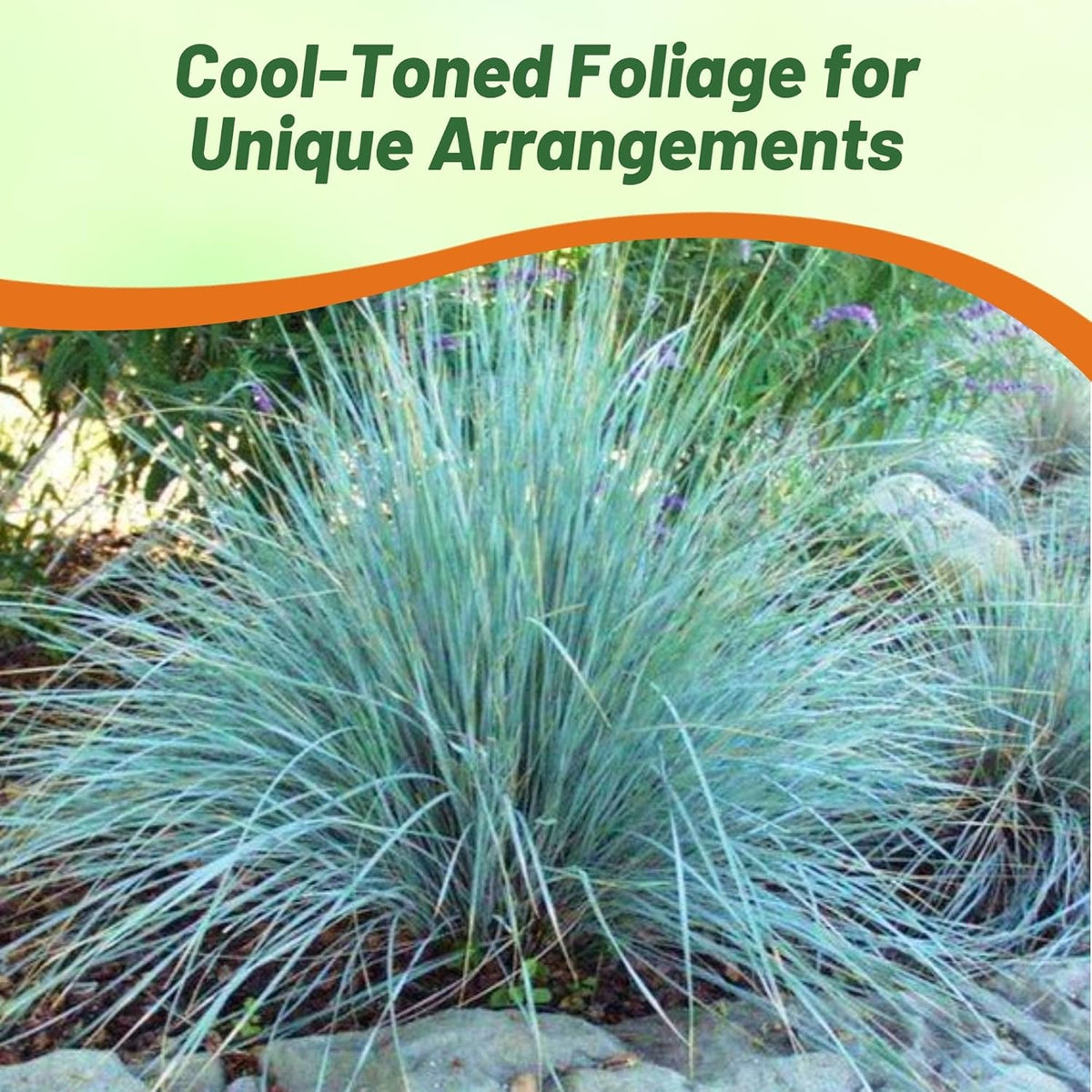 Outsidepride 1000 Seeds Perennial Eragrostis Elliotii Blue Eros Ornamental Love Grass Seed for Planting