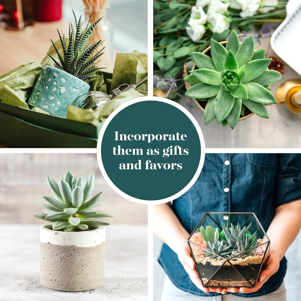 Shop Succulents Blue & Green Succulent Plant Pack Bulk Collection - Live Mini Succulent Plants, Low Maintenance, Mixture of Textures - Wedding and Party Favors, Gift & Garden, Pack of 64